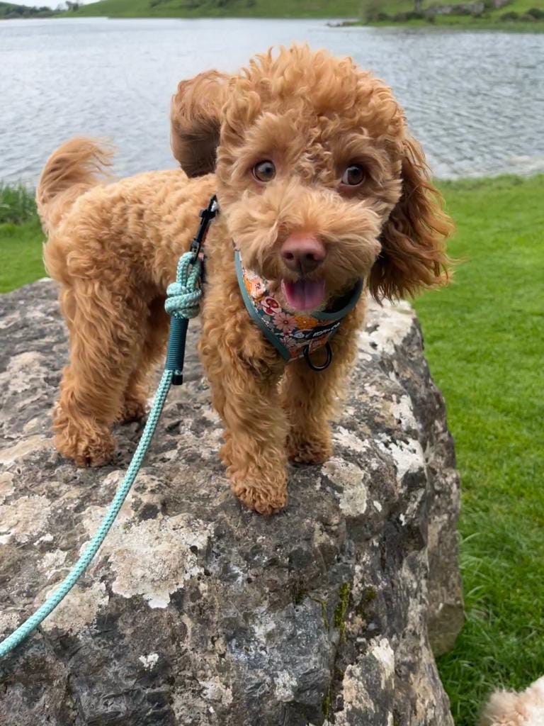 Dog lead in rope and BioThane handmade in Ireland