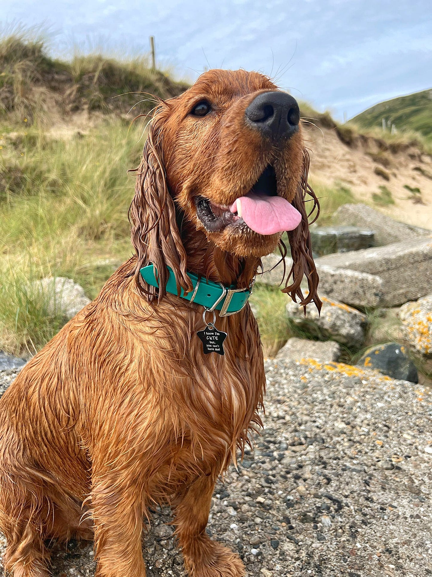 Custom BioThane dog collar in with durable metal buckle - Handmade in Dublin, Ireland by Woodle Designs - Worldwide shipping spaniel emerald green