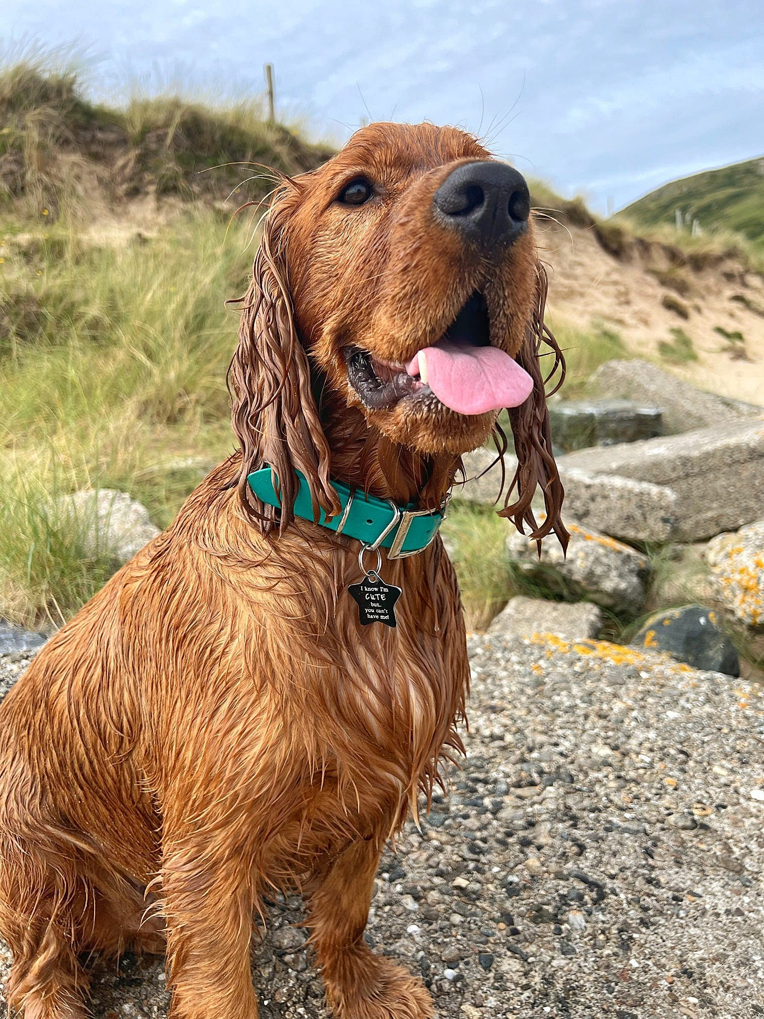 Custom BioThane dog collar in with durable metal buckle - Handmade in Dublin, Ireland by Woodle Designs - Worldwide shipping spaniel emerald green