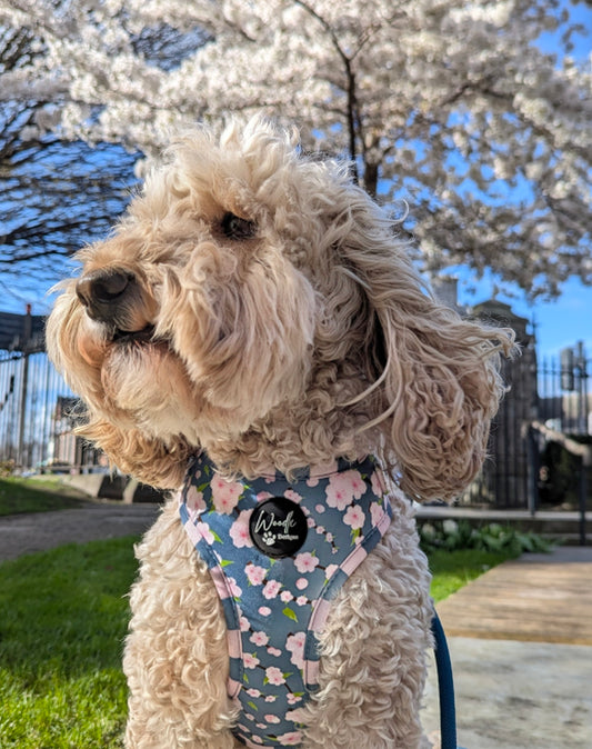 Cherry Blossom - Harness