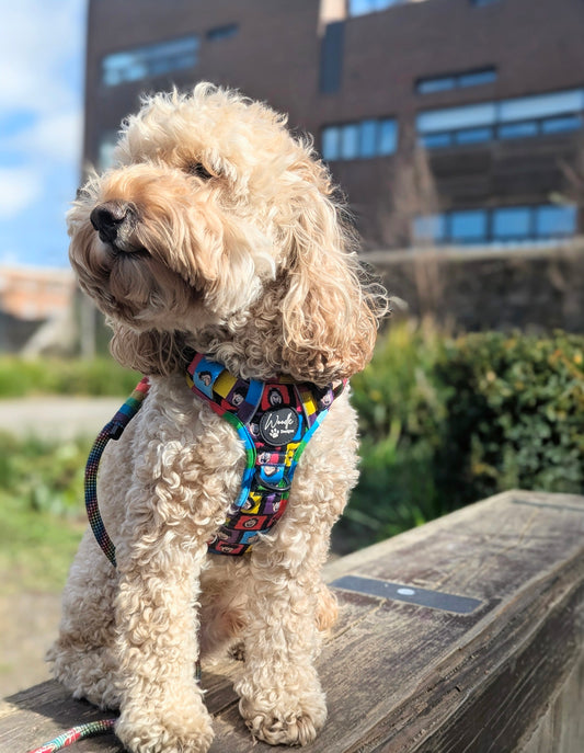 Adventure Dog Harness – Beano Edition – Adjustable Fit Ireland