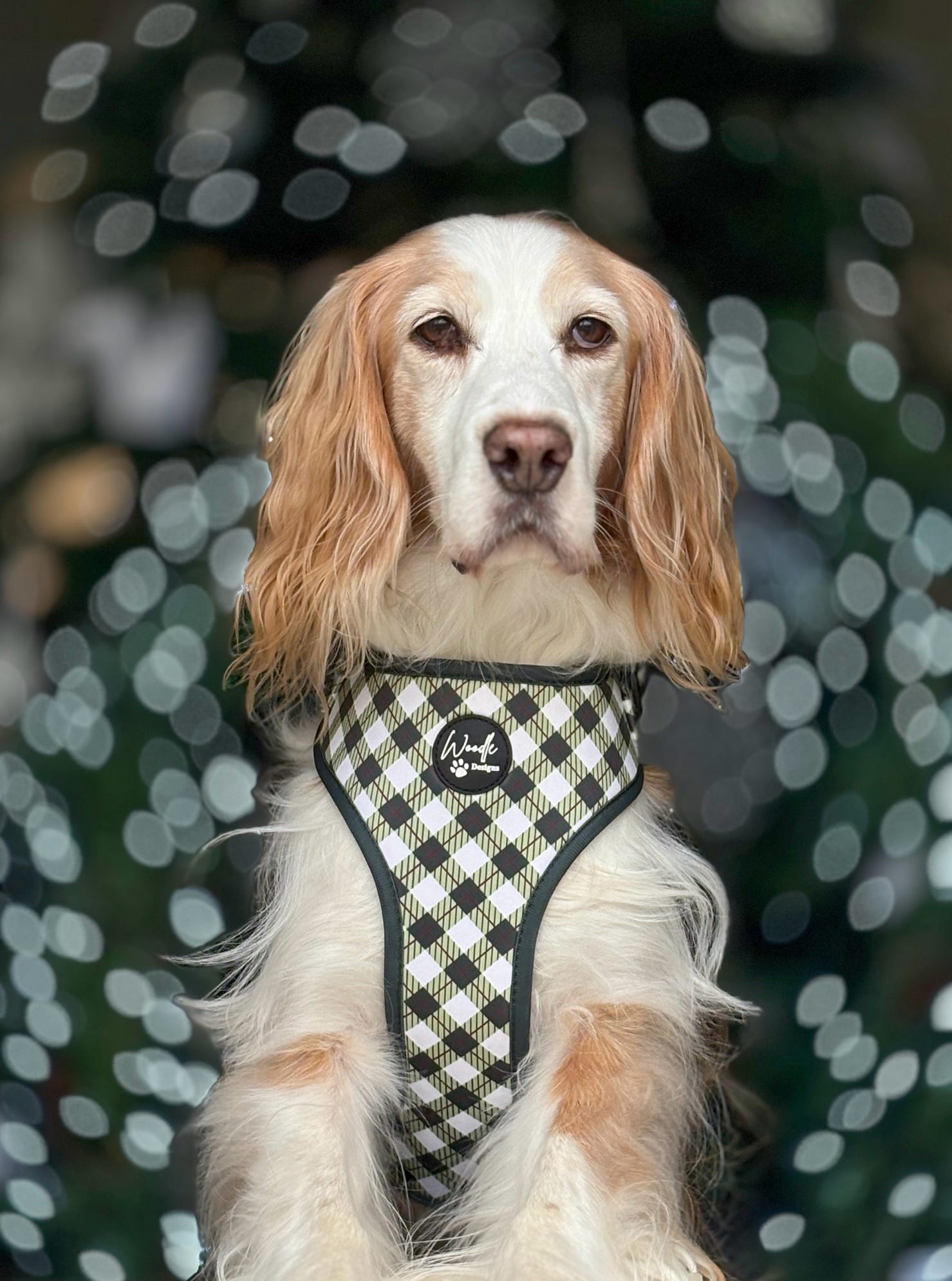 Emerald Heart collection of Irish green dog harnesses and matching accessories - Woodle Designs Dublin - Worldwide Shipping