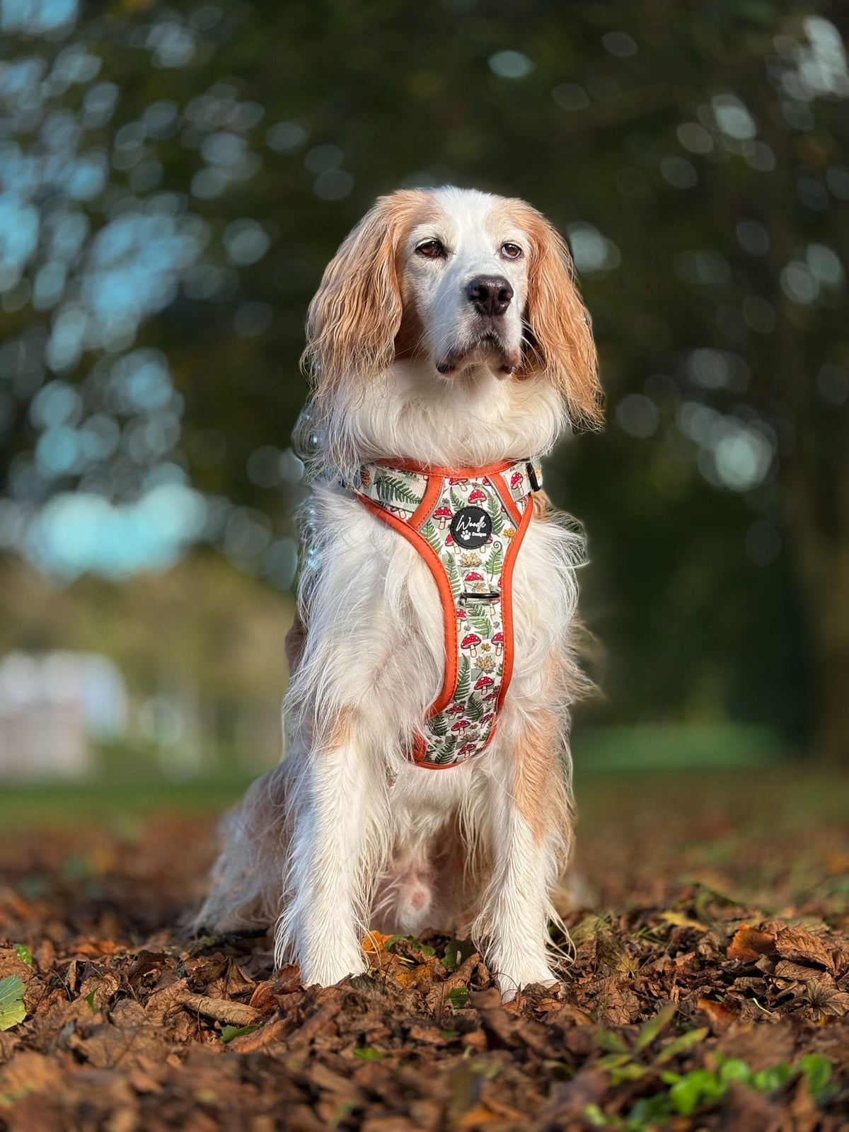 A long-haired white and tan dog sitting outdoors on a bed of fallen leaves, wearing a red harness with a floral pattern.