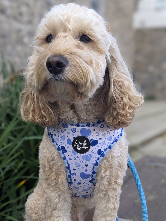 From Mary - Blue Harness