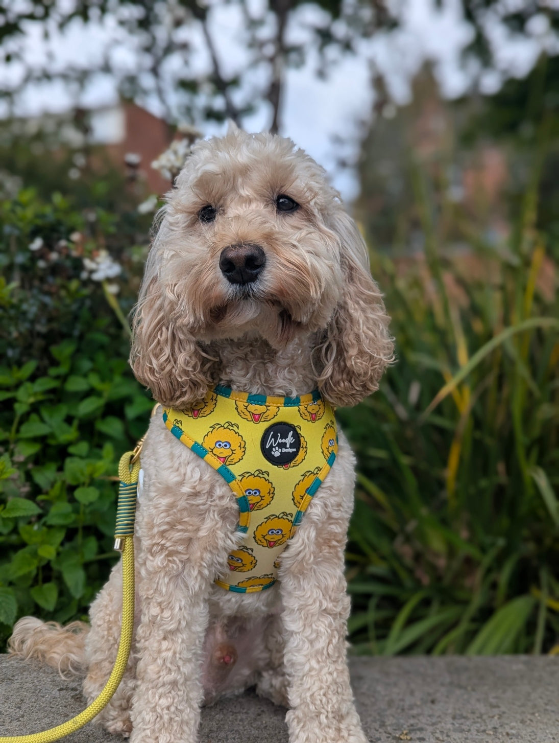 Adjustable padded  safe dog harness Sesame Street collaboration Woodle Designs ireland UK worldwide
