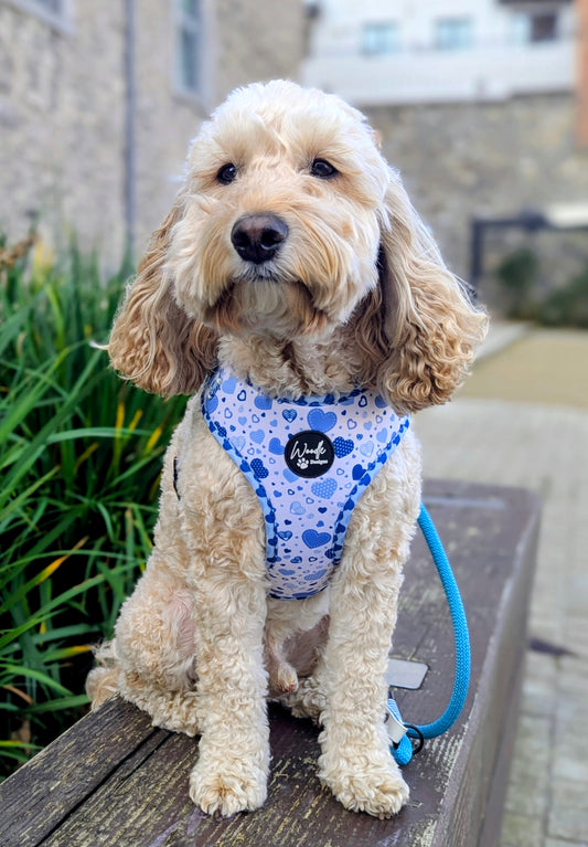 cute dog accessories adjustable dog harness blue hearts ireland worldwide 
