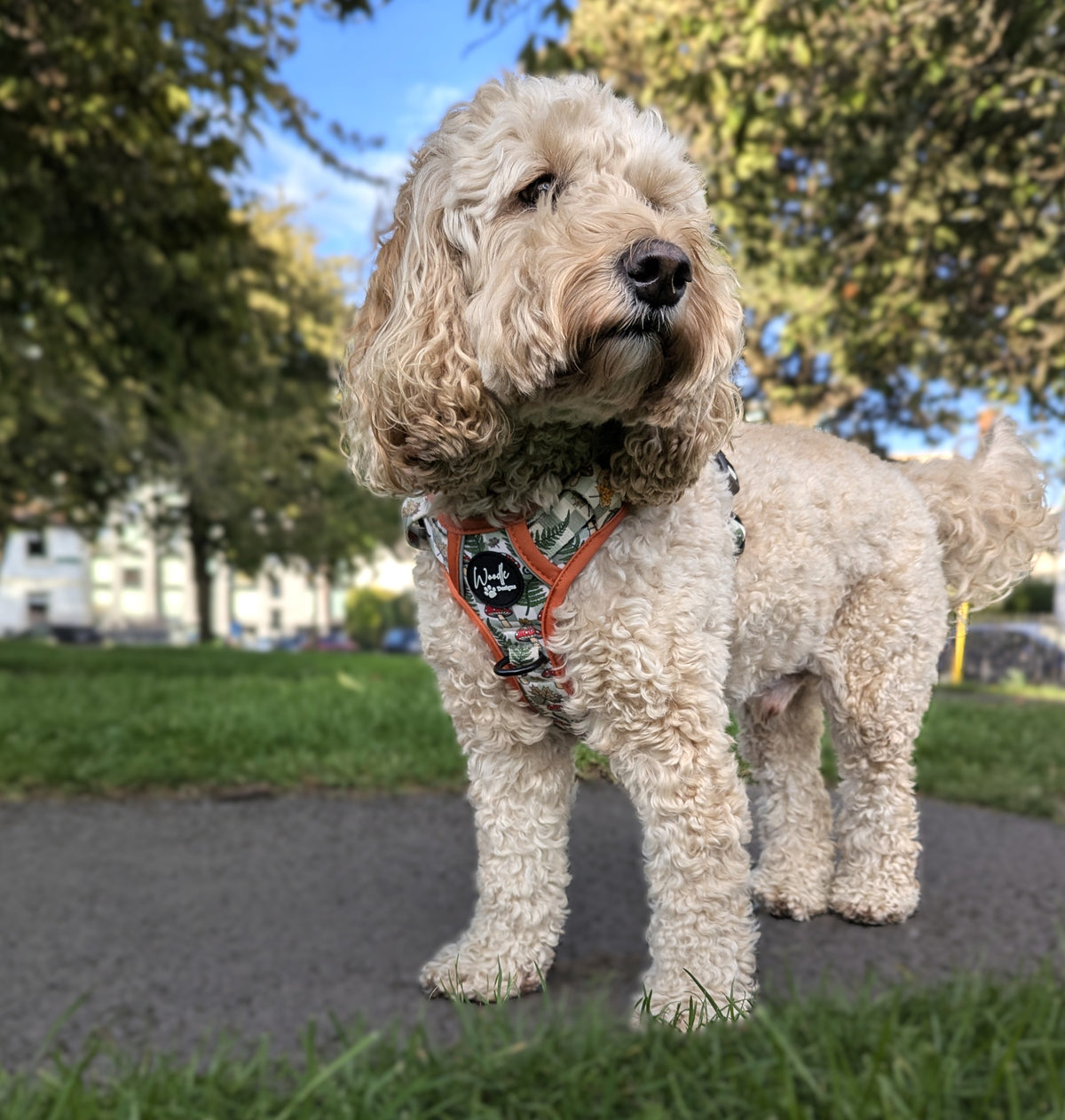 cockapoo with adventure style dog harness in ferns and toadstool pattern ireland UK worldwide