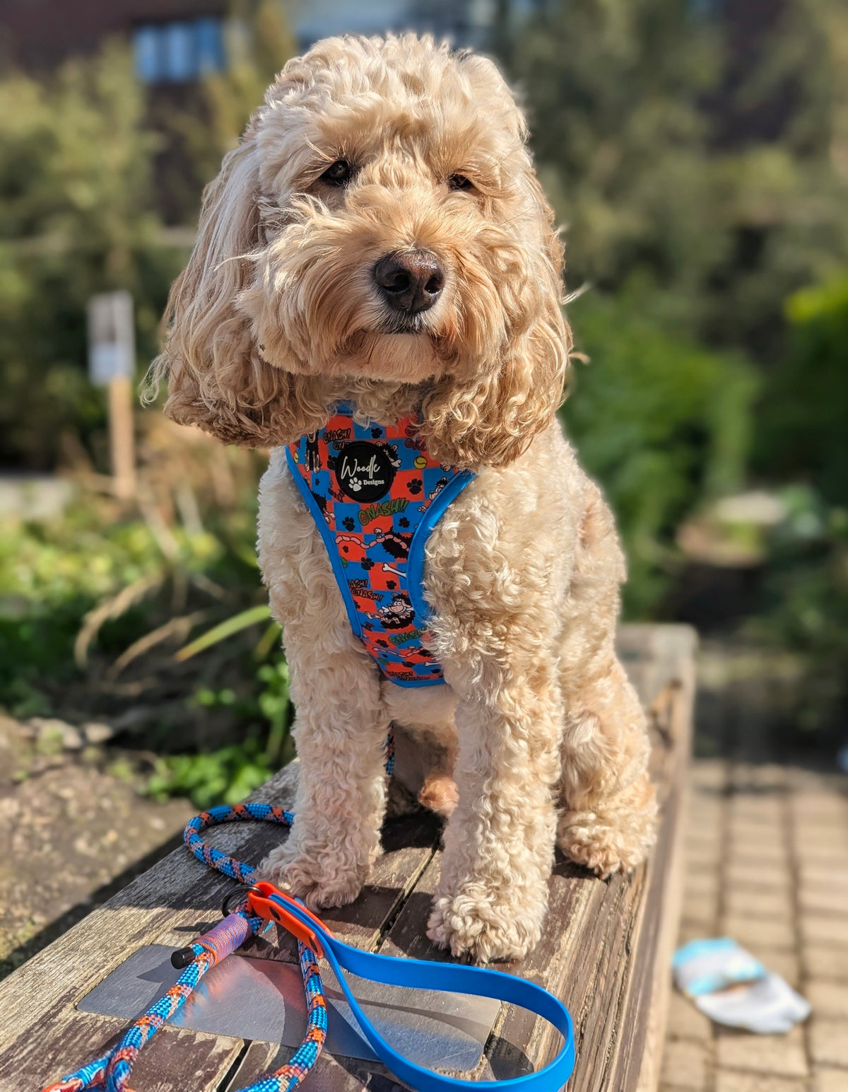 Official Beano Gnasher Dog Harness | Woodle Designs | Ireland & UK