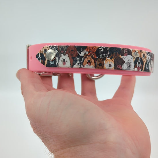 Biothane dog collar made in Ireland 